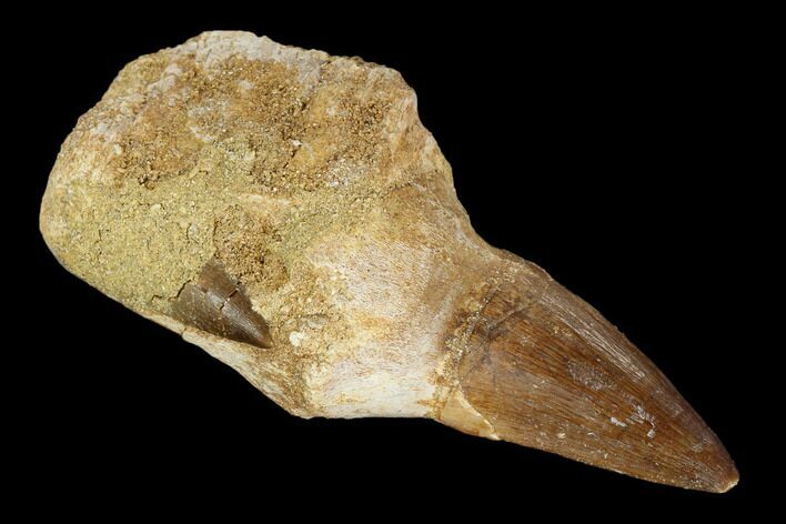 Fossil Rooted Mosasaur (Prognathodon) Tooth - Morocco #116910